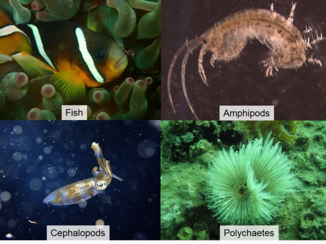Figure 3 Polychaetes, fish, cephalopods and amphipods found in Hong Kong (Photo credits: Dr Qiu Jianwen, Dr Stella Wong and Mr Gomen See)